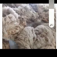 پشم گوسفند امسال ۳۶تومان