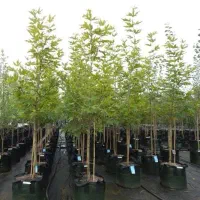 انواع نهال درخت