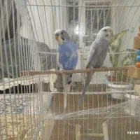 مرغ عشق مولد زیبا|پرنده|بوکان, |دیوار