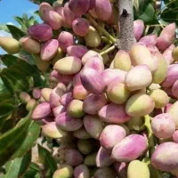 باغ پسته 1.6هکتاری