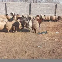 گوسفندقربانی نر ماده