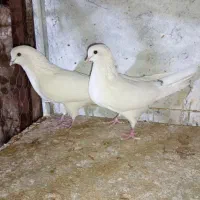 1جفت سفید مهر بشرت