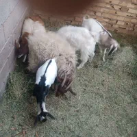 گوسفند معامله ای|حیوانات مزرعه|نرماشیر, |دیوار