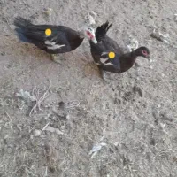 مرغابی تخم گذار