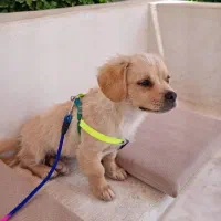 واگذاری توله سگ نر ۴ماهه