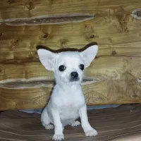 سایز جیبی|سگ|شیراز, انجیره|دیوار