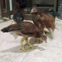 جوجه لاری ۲ماهه