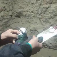 کفتر|پرنده|گلپایگان, |دیوار