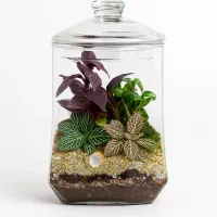 گیاه طبیعی|گل و گیاه طبیعی|باقرشهر, |دیوار