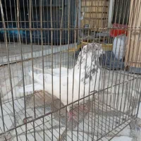 کبوتر
