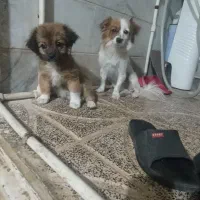 سگ پامر روباهی|سگ|ورامین, ورامین|دیوار