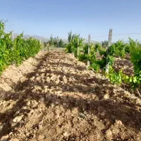 باغ فروشی معاوضه با ماشین|فروش خانه و ویلا|ابهر, |دیوار