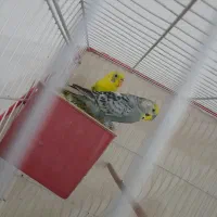 خرگوش یک جفت مرغ عشق خرگوش|موش و خرگوش|مشهد, توس (بلوار توس)|دیوار