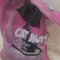 گربه بریتیش پرشین یک ساله|گربه|مهاباد (آذربایجان غربی), |دیوار