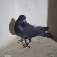 کفتر|پرنده|رامیان, |دیوار