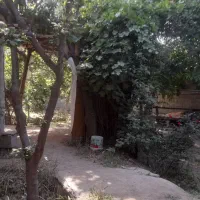 650متر-باغچه-4دیوار