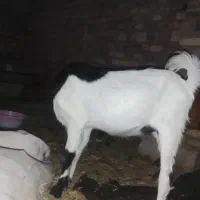 کهره نر فروشی حراج واقعی