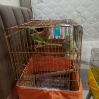 شاه طوطی سرحال وسرمست