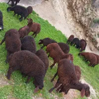 ۱۱ جفت بره قزل افشار نر و ماده اصلی  برای داشتی