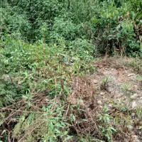 زمین ۸۵متری|فروش زمین و ملک کلنگی|رشت, عینک|دیوار