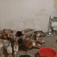 تعدادی مرغ وخروس وبوقلمون موجود شده.