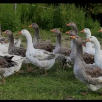 فروش غاز محلی