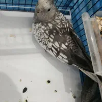 یک جفت عروس هلندی خوشگل|پرنده|اهواز, کوی سعدی|دیوار