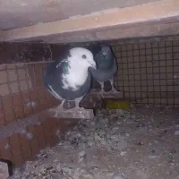 فروش سه عددکبوتر پلاکی