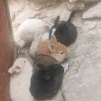 توله خرگوش|موش و خرگوش|باشت, |دیوار