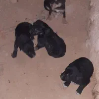 سگ ژرمن|سگ|دینور, |دیوار