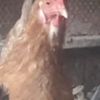 مرغ مرندی ۱عدد ،