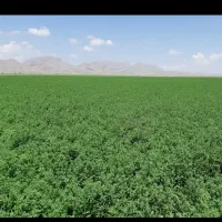 یونجه خرمن کوب چین ۲و۳