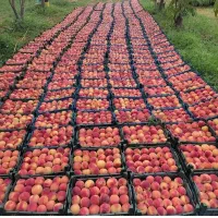 فروش صنوبر و‌گردو و بادام یارانه ای در نهالستان|خدمات باغبانی و درختکاری|کوهدشت, |دیوار