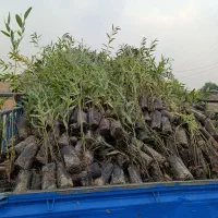 نهال اکلاپتوس تنه قرمز زود رس|گل و گیاه طبیعی|شوش, |دیوار