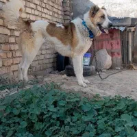سگ آلابایی ولکادو