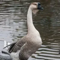 ۳عدد قوغاز ۲عدد ماده ۱عدد نر غبغب دار هستن