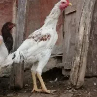 خروس لاری با کیفیت|حیوانات مزرعه|فاضل آباد, |دیوار