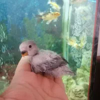 طوطی برزیلی سرلاکی نژاد وایت فیس|پرنده|مهاباد (آذربایجان غربی), |دیوار