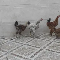 خروسک وباروک دیلگونی