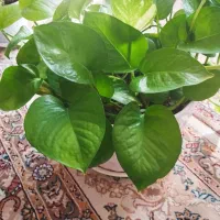 گل پتوس با گلدان|گل و گیاه طبیعی|شیراز, شهرک مهرگان|دیوار