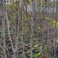 نهالستان گردو زیتون انجیر