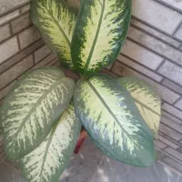 تعدادی گل طبیعی سرحال زیر قیمت