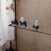 کفتر پرش اسمان