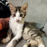 گربه خانگی|گربه|مشهد, میان ولایت|دیوار