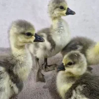 جوجه قوغاز آفریقایی وغاز محلی