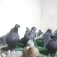 جوجه ۵پری تا۹پری|پرنده|اهواز, شهرک حفاری|دیوار