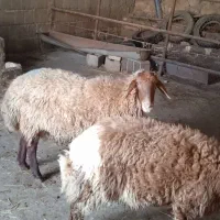 شیشک هترو زایگوت با شناسنامه