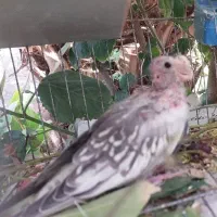 طوطی عروس . جوجه سرلاکی آماده برای خرف زدن '