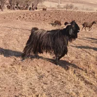 بزنر پاکستانی|حیوانات مزرعه|ابهر, |دیوار