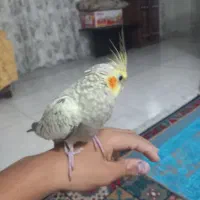 عروس هلندی ماده دو ماهه هست